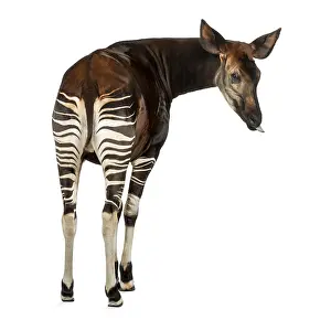 Johnstoni Stampe: Ritratto posteriore di un Okapi, che guarda indietro.
