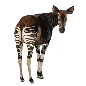 Johnstoni Stampe: Ritratto posteriore di un Okapi, che guarda indietro alla macchina fotografica.