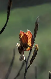 Red Coloured Deciduous Trees Stampe: Red beech bud