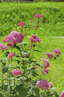 Southern Germany Nature Scenes Stampe: Red bigleaf hydrangea (Hydrangea macrophylla)