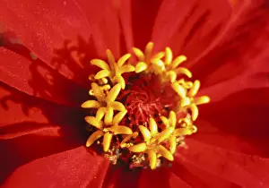 Colorful Summer Flowers Stampe: Red bloom