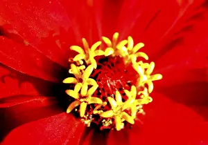 Colorful Summer Flowers Stampe: Red bloom