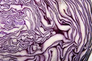Red Cabbage Stampe: Red cabbage