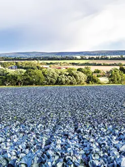 Scottish Farmland Landscape Stampe: Red Cabbage on Scottish fields