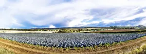 Uninhabited Farmlands UK Stampe: Red Cabbage on Scottish fields