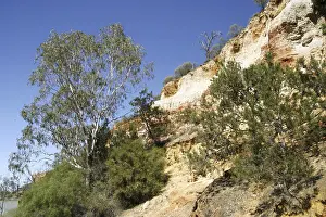 Rocky Cliff Landscape Stampe: Red cliffs with Eucalyptus trees and pine trees