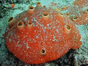 Pompano Stampe: Spongia perforante rossa (Cliothosa delitrix)