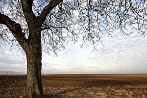 Deserted Farmland Germany Stampe: Red earth