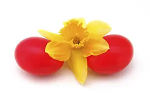 Studio Shot Easter Eggs Stampe: Red easter eggs with a daffodil