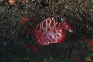 Underwater Scene No People Present Stampe: A red fish with a patterned body