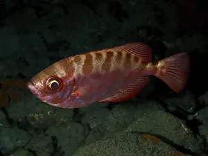 Stampe di Un pesce rosso con un pattern impressionante, il big-eye (Heteropriacanthus cruentatus), nuota su un fondale sabbioso, nel sito di immersione dell'Area Marina Protetta El Cabron, Arinaga Dentice Stampe: Un pesce rosso con un pattern colpente.