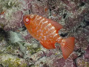 Cernia Stampe: Atlantic big eyed grouper print