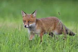 Beasts Of Prey Stampe: Red fox