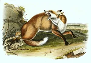 Predator Animal Illustration Stampe: Red fox has fallen into a beating trap