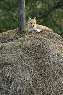 Predator Animal Images Stampe: Red Fox (Vulpes vulpes) lying on a haystack