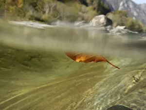Underwater Nature Scene Stampe: Red Leaf Floating Underwater