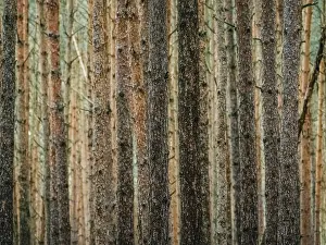 Protected Area In Northern Germany Stampe: Red and orange in a pine forest