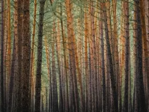 Coniferous Tree Landscape Stampe: Red and orange in a pine forest
