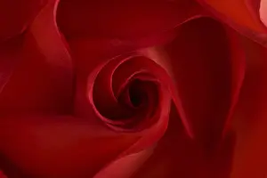 Macro Flower Photography Stampe: Red rose