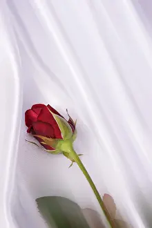 Red Coloured Roses Stampe: Red rose