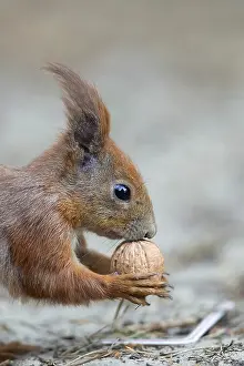 Forest Animal Photography Stampe: Red squirrel in the forest