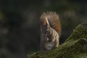 Rodent Mammal Stampe: Red squirrel (Sciurus) on rootstock