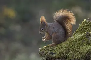 Eurasian Red Squirrel Pictures Stampe: Red squirrel (Sciurus) on rootstock