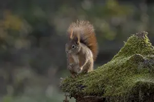 Eurasian Red Squirrel Image Stampe: Red squirrel (Sciurus) sitting on a rootstock