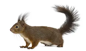 Isolated Against White Background Stampe: Red squirrel in front of a white background