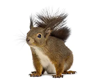 Eurasian Red Squirrels Stampe: Red squirrel in front of a white background