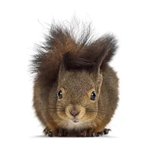 Eurasian Red Squirrel Image Stampe: Red squirrel in front of a white background