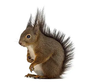 Studio Shot Cutout Stampe: Red squirrel in front of a white background