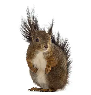 Eurasian Red Squirrel Image Stampe: Red squirrel in front of a white background