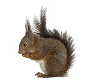 Isolated Animal Photo Stampe: Red squirrel in front of a white background
