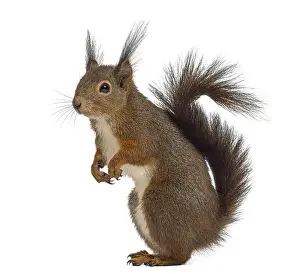 Isolated Animal Photo Stampe: Red squirrel in front of a white background