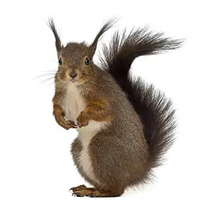Bright Light Colored Background Image Stampe: Red squirrel in front of a white background