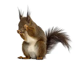 Bright Background Photography Stampe: Red squirrel in front of a white background