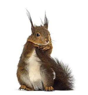 Eurasian Red Squirrels Stampe: Red squirrel in front of a white background
