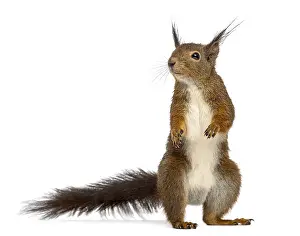 Isolated Against White Background Stampe: Red squirrel in front of a white background