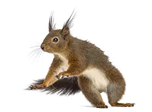 Bright Background Photography Stampe: Red squirrel in front of a white background