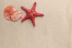 Echinoderm Species Stampe: Red starfish and shell on sandy background