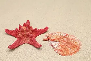 Red Starfish Stampe: Red starfish and shell on sandy background
