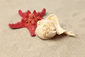 Echinoderm Species Stampe: Red starfish and shell on sandy background