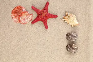 Red Starfish Stampe: Red starfish and shell on sandy background