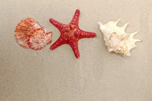 Mollusc Images Stampe: Red starfish and shells on sandy background