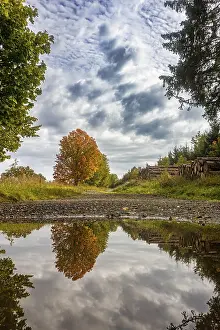 Deciduous Tree Reflection Stampe: Reflection of autumn deciduous tree maple in puddle
