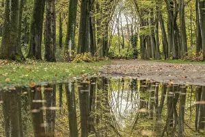 Row Of Trees Stampe: Reflection of an avenue of trees