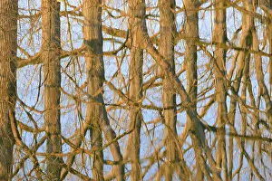 Deciduous Trees On Water Stampe: Reflection of deciduous trees on the water surface
