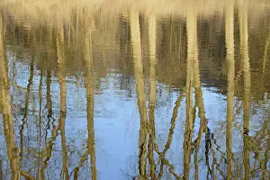 German Waterfront Landscape Stampe: Reflection of deciduous trees on the water surface
