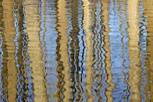 Deciduous Trees On Water Stampe: Reflection of deciduous trees on the water surface